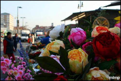 La rose du matin... à Turin.