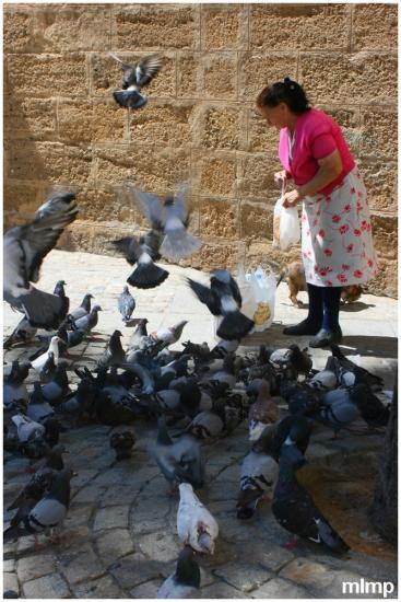 Pigeons vole pas la nouriture..